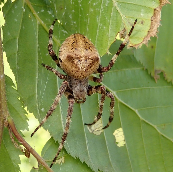 Araneus cf. angulatus - Moriago della Battaglia (TV)